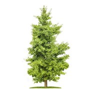 درخت جینکو مصنوعی