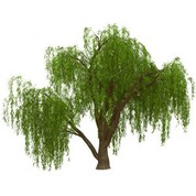 مصنوعی گریه بید مجنون